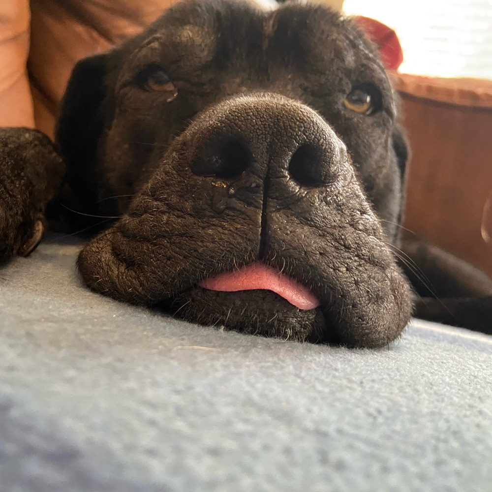 Meet your Posher, Marley